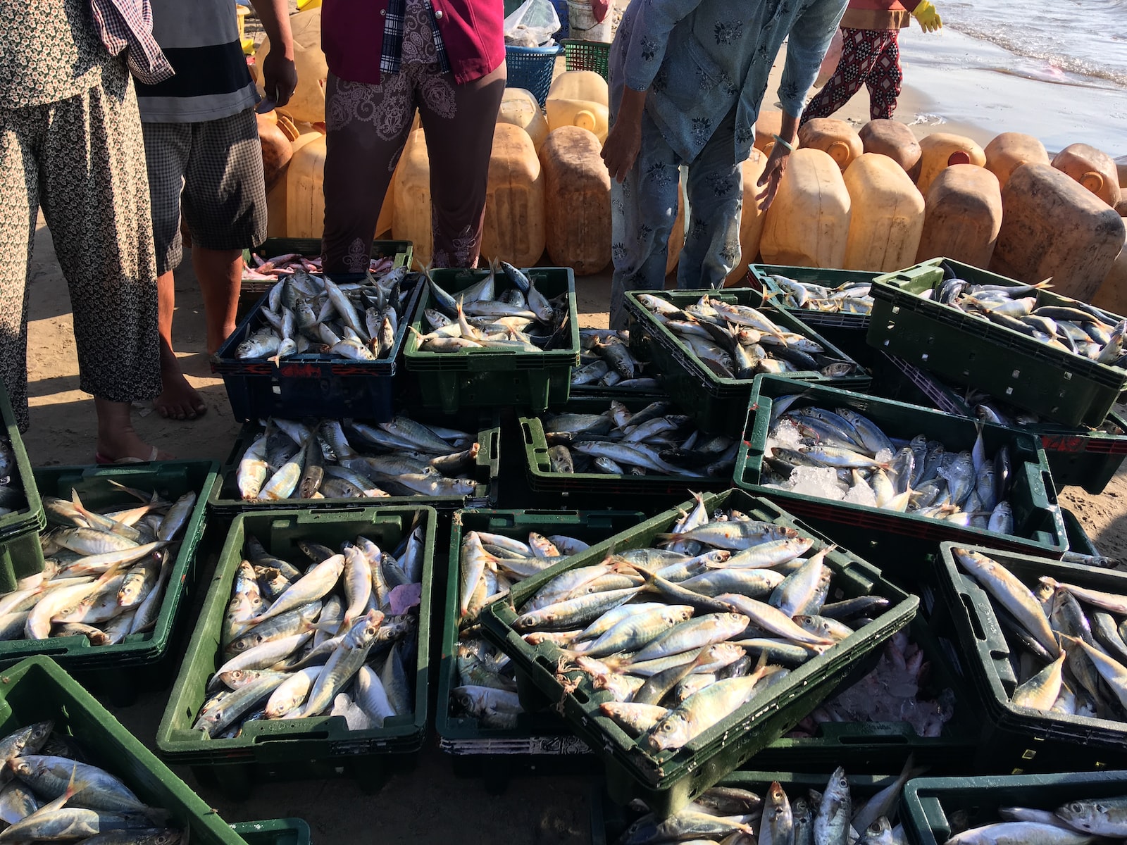 edible fish on crate lot