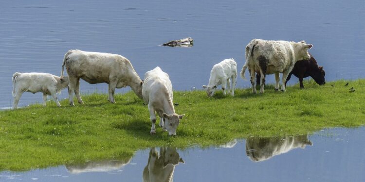 cows, calf, feeding